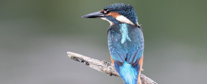 Ein Eisvogel mit intensiver Färbung sitzt auf einem Ast.